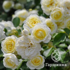 Роза Ванилла Мейдиланд