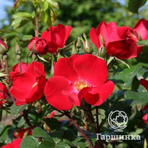 

Роза Робуста