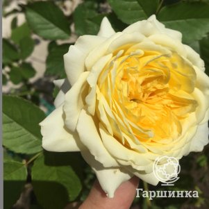 Роза Шарлотта кустарниковая