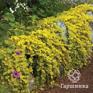 

Вербейник Ауреа монетчатый