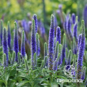 

Вероника колосковая Роял Кэндлс