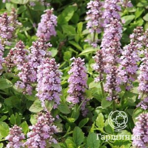 

Живучка (Аюга) ползучая Розеа