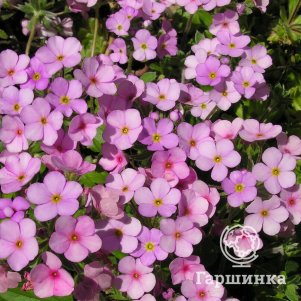 

Проломник отпрысковый