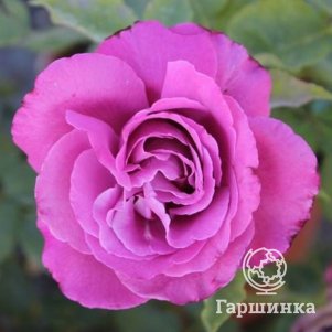 Роза Клод Брассер чайно-гибридная