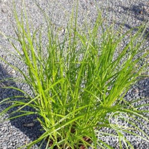 

Осока пальмолистная