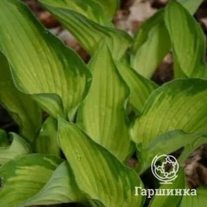 

Хоста Шармон (M)