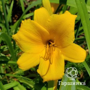 

Лилейник Бордер Бейби