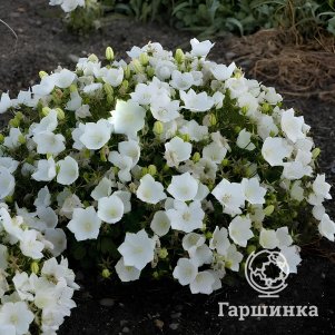 

Колокольчик Клипс Вайт карпатский