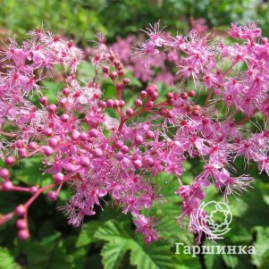 

Лабазник (таволга) Каоме