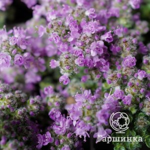 

Тимьян Пигмеус ранний