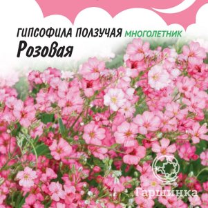 

Гипсофила Розовая ползучая ц/п (серия Розовые сны) 0,1 г, Семена Гавриш