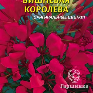 Клеома Вишневая Королева 0,2г, Плазменные семена