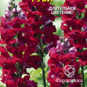 Львиный зев Руби 0,1г, Плазменные семена