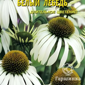 Рудбекия Белый лебедь 0,05г, Плазменные семена