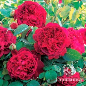 

Роза Алан Сушон