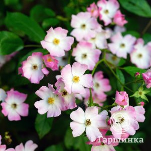 

Роза Баллерина мускусная