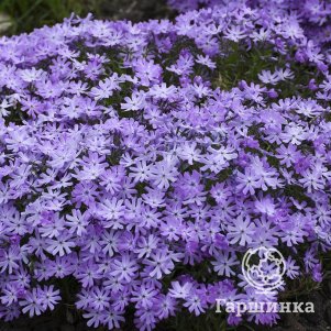 Флокс Бедазлед Лавандер шиловидный