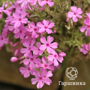 

Флокс приятный Вариегата