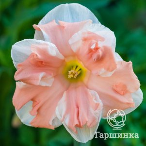 

Нарцисс Априкот Вирл гофрир.коронка 3 шт.