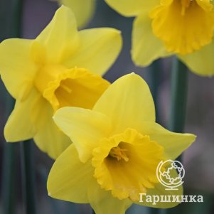 

Нарцисс Баренвин 3 шт