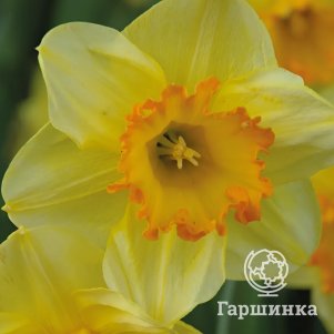 

Нарцисс Эрли Флейм крупнокорончатый 3 шт
