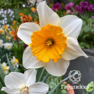 

Нарцисс Джун Элисон крупнокорончатый 3шт