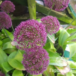 Лук декоративный Остара 3 шт