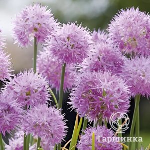 

Лук декоративный Рози Дрим 5 шт