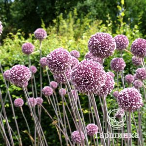 Лук декоративный Саммер Драммер 2 шт