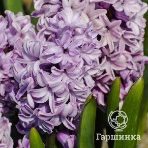 

Гиацинт Сплендид Корнелия 3 шт
