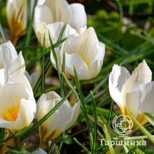 

Крокус Сноубантинг ботанический 15шт