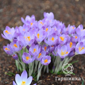 

Крокус Вайтвелл Пурпл ботанический 15шт