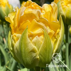 

Тюльпан Ванилла Купе махровый поздний 5 шт