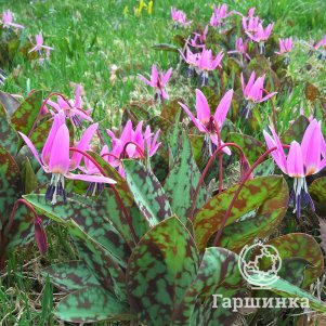 

Кандык Пурпл Кинг 2 шт