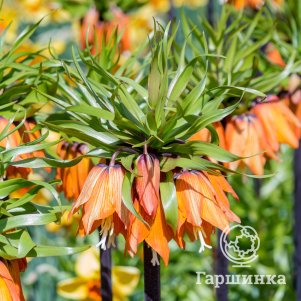 

Рябчик Гарланд Стар императорский