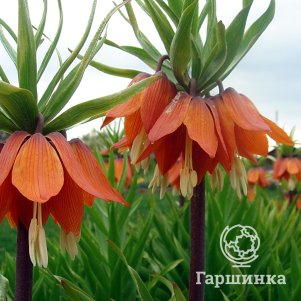 

Рябчик Рубра императорский