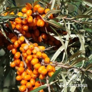 

Облепиха Ароматная