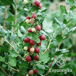 

Крыжовник Краснославянский