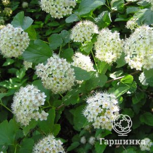 

Пузыреплодник Видовой