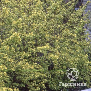 

Пузыреплодник Лютеус