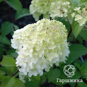 

Гортензия Диамантино (Алмаз) метельчатая