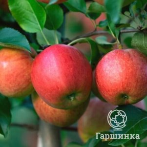 

Яблоня Гала