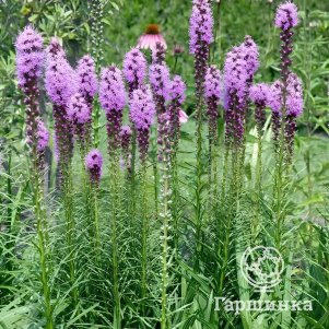 

Лиатрис Флористан Виолет колосковый