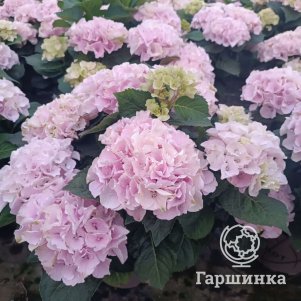 

Гортензия Элегант Роза крупнолистная (серия Рембрандт)