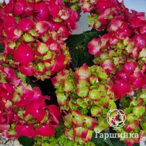 

Гортензия Хай Файр крупнолистная (макрофила)