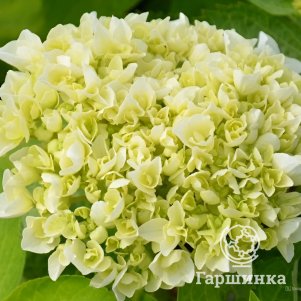 

Гортензия Вуду крупнолистная (макрофила)