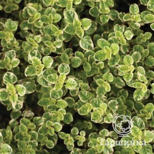 

Душица Вариегата обыкновенная