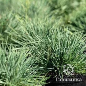 

Келерия сизая