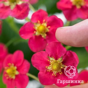 

Клубника Тоскана ремонтантная