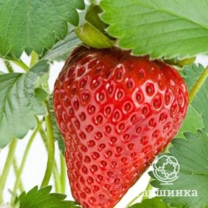 

Клубника Альбион ремонтантная сладкая крупноплодная